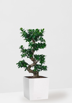 Фикус Бонсай в керамике 45/80 см в CUBE 50
