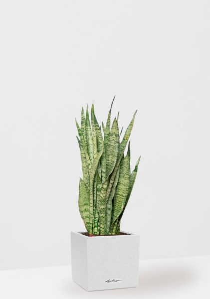 Сансевиерия Зейланика 21/70 см в CANTO STONE LOW 30