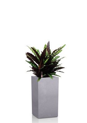 Калатея Лансифолия 30/80 см в CANTO STONE HIGH 40, серый камень