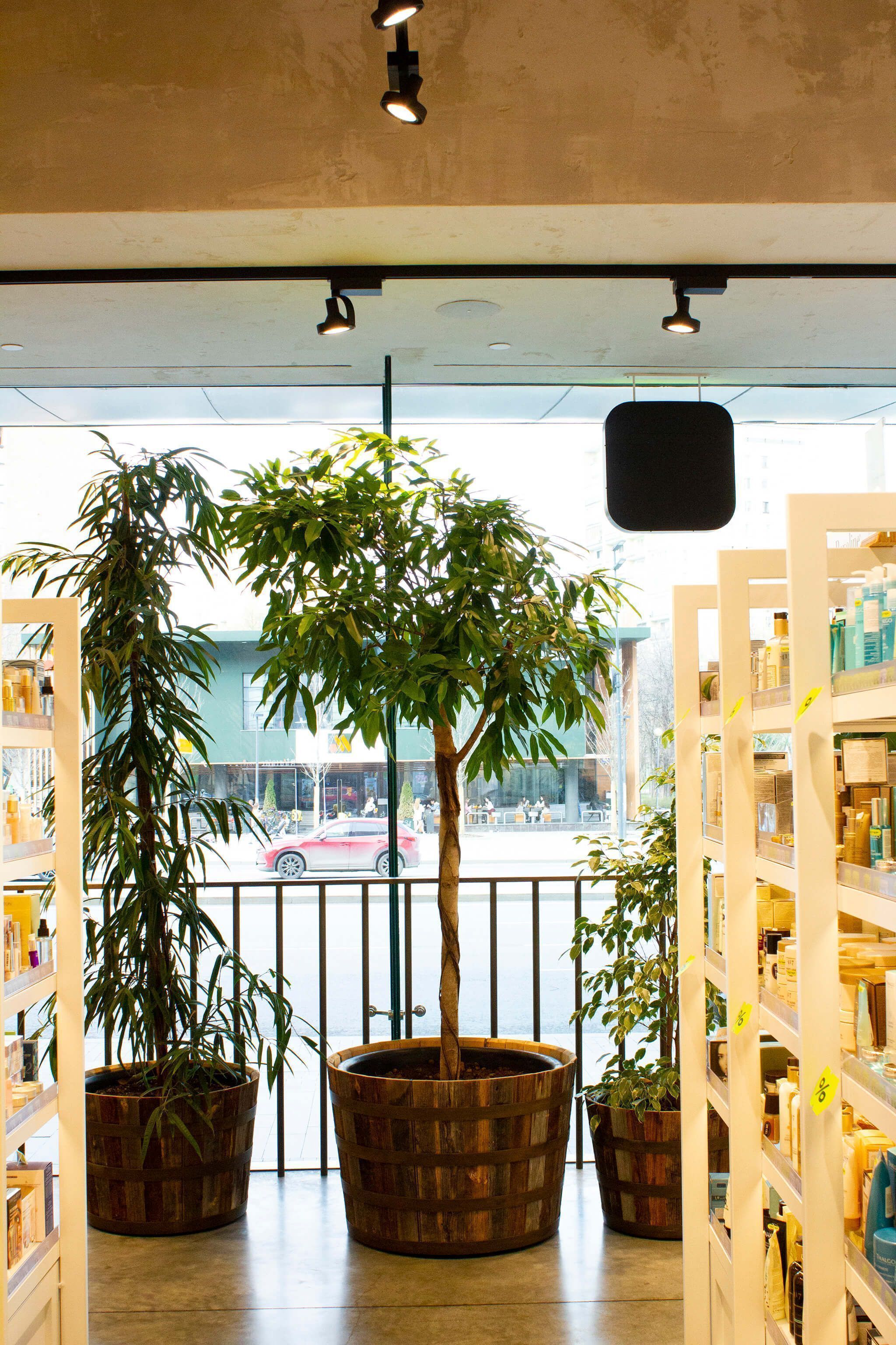 Золотое Яблоко