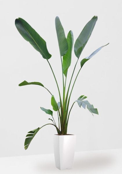 Стрелиция Николай 33/300 см в CUBICO 40 Стрелиция Николай 33/300 см в CUBICO 40