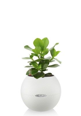 Клузия в PURO 20, белый