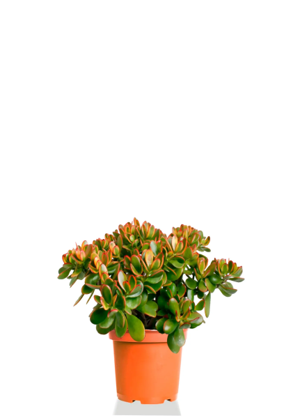 Крассула Овата Сансет 17/30 см