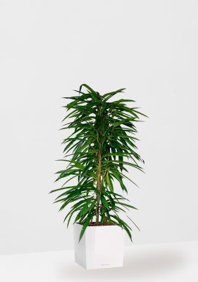 Фикус Али пирамида 24/120 см в CUBE 30 Фикус Али пирамида 24/120 см в CUBE 30