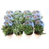 Крассула денежное дерево микс Indian Line d8.5 см h12.5 см Крассула денежное дерево микс Indian Line d8.5 см h12.5 см