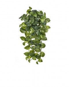 Потос крупнолистный ампельный большой