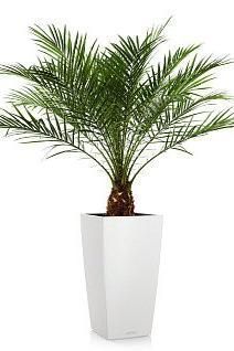 Финиковая пальма CUBICO 30/150 см, белый Финиковая пальма CUBICO 30/150 см, белый