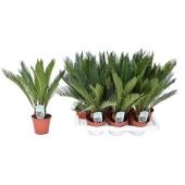 Цикас Революта 10+ листьев d14 см h45 см