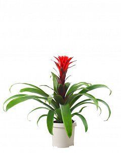 Гузмания Премиум красная 12/45 см