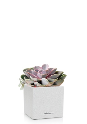 Эхеверия цветная в CANTO Stone 14, песочный белый Эхеверия цветная в CANTO Stone 14, песочный белый