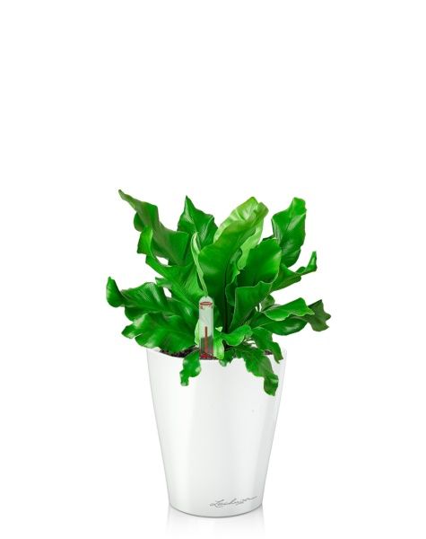 Асплениум Нидус 9/15 см в MINI DELTINI 10