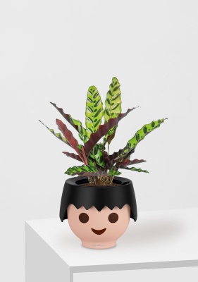 Калатея Лансифолия 12/30 см в OJO Калатея Лансифолия 12/30 см в OJO