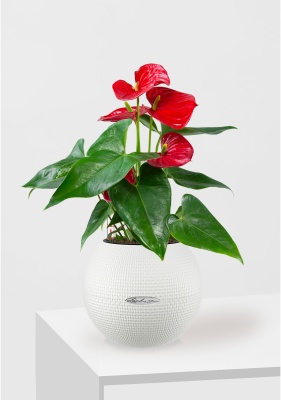 Антуриум красный PURO COLOR 20/40 см Белый Антуриум красный PURO COLOR 20/40 см Белый