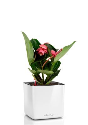 Мединилла 14/45 см в CUBE GLOSSY 16, белый блестящий