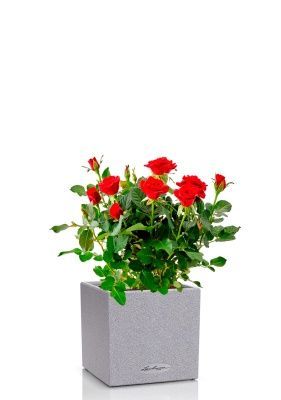 Роза Бо Монд красная 12/25 см в CANTO STONE 14, серый камень