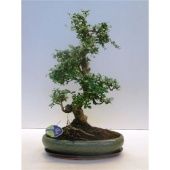 Бонсай кармона микрофилла d39 см h50 см тип 1