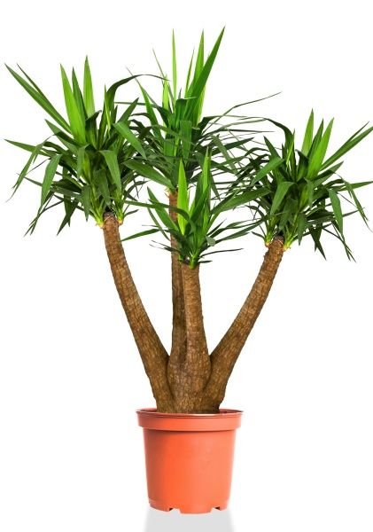 Юкка Элефантис 40/150 см