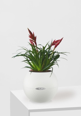 Вриезия Астрид 12/30 см в PURO 20