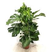 Монстера Делициоза d27 см h130 см