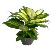 Диффенбахия Камилла d17 см h35 см