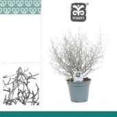 Корокия Маори Сильвер d17 см h40 см