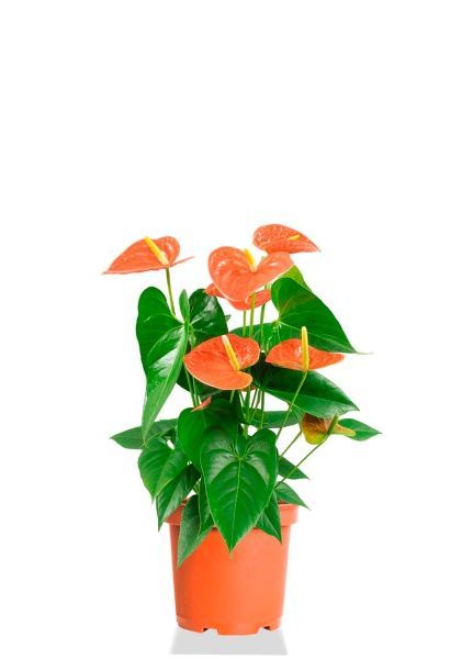 Антуриум Андре оранжевый 15/50 см