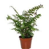 Дидимохлена усеченная Трункатула d14 см h40 см Дидимохлена усеченная Трункатула d14 см h40 см