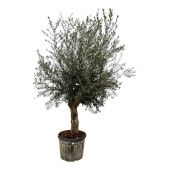 Олива европейская d60 см h270 см Олива европейская d60 см h270 см