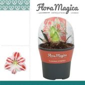 Гиппеаструм Red d13 см h25 см Гиппеаструм Red d13 см h25 см