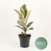 Фикус Эластика Тинеке d17 см h55 см