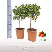 Цитрус Каламондин на стволе d21 см h70 см