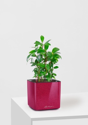 Лавр 9/30 см в CUBE GLOSSY KISS 14 Лавр 9/30 см в CUBE GLOSSY KISS 14