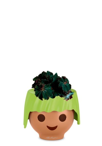 Бегония Рекс Дарк Мамба 12/25 см в OJO