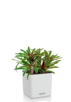 Нидулярия в CUBE COLOR 14, белый