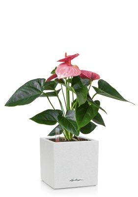 Антуриум розовый в CANTO STONE 14, песочный белый