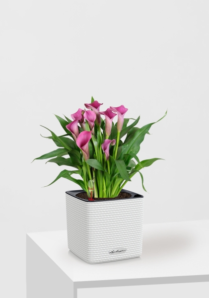 Калла розовая 12/35 см в CUBE Color 14