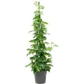 Эпипремнум Сциндарсус Ауреум на решетке d27 см h150 см