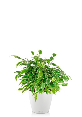 Фикус Бенджамина Кинки Пестрый 12/20 см МП в CLASSICO COLOR 18