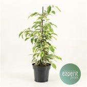 Фикус Бенджамина d14 см h55 см
