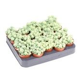 Седум Буритто d5.5 см h8 см Седум Буритто d5.5 см h8 см