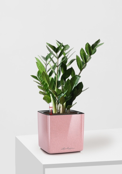 Замиокулькас 12/45 см в CUBE GLOSSY KISS 14