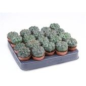 Гимнокалициум Baldianum d5.5 см h8 см