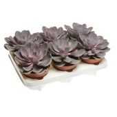 Эхеверия Перл Вон Нюрнберг d12 см h15 см тип 2