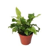 Асплениум Нидус d12 см h30 см