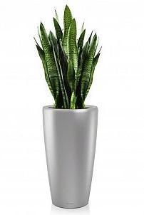 Сансевиерия в RONDO 40