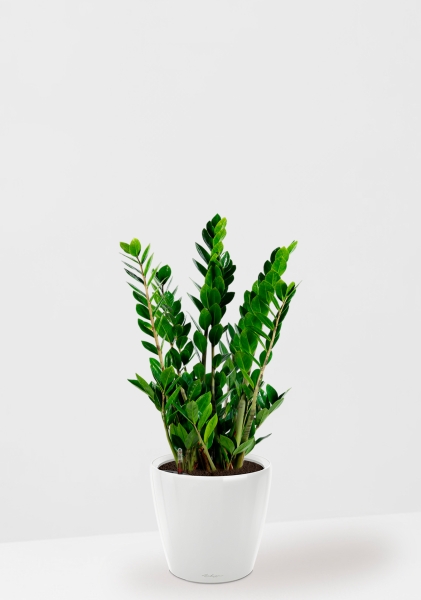 Замиокулькас 17/70 см в CLASSICO LS 21