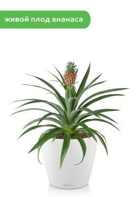 Ананас 15/50 см в CLASSICO 21, белый