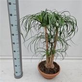 Нолина бранч d30 см h85 см Нолина бранч d30 см h85 см