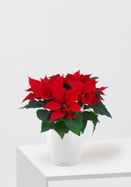 Пуансеттия 12/40 см в CLASSICO 18
