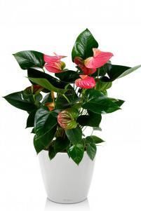 Антуриум розовый в CLASSICO LS 21 Антуриум розовый в CLASSICO LS 21